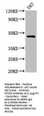 NTSR2 Antibody
