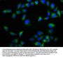 NTSR2 Antibody