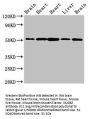NUCB2 Antibody