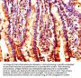 NUCB2 Antibody