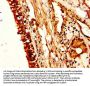 NUCB2 Antibody
