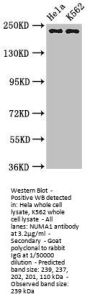 NUMA1 Antibody