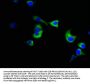NUMA1 Antibody
