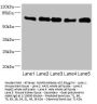NUMB Antibody