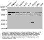 NUP62 Antibody