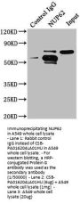 NUP62 Antibody