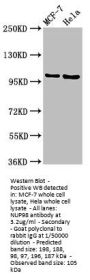 NUP98 Antibody
