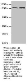 NVL Antibody