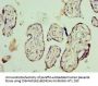NVL Antibody