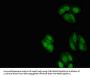 NXF1 Antibody