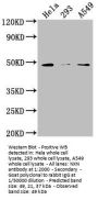 NXN Antibody