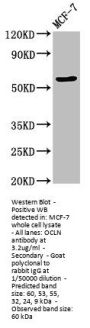 OCLN Antibody