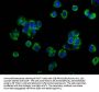 OCLN Antibody