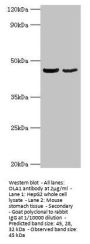 OLA1 Antibody