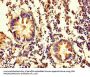 OLA1 Antibody