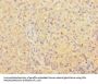 OLA1 Antibody
