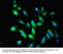 OLA1 Antibody