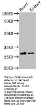 OLIG1 Antibody