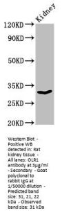 OLR1 Antibody