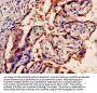 OLR1 Antibody