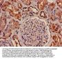OLR1 Antibody