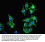 OLR1 Antibody
