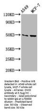 OMD Antibody