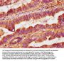 OMD Antibody