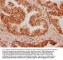 OMD Antibody