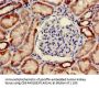 ONECUT2 Antibody