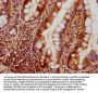 OPA1 Antibody