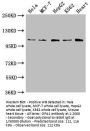 OPA1 Antibody