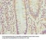 OPHN1 Antibody