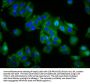 OPN1MW Antibody