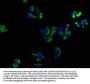 OPRK1 Antibody