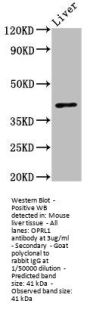OPRL1 Antibody