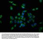 OPRL1 Antibody