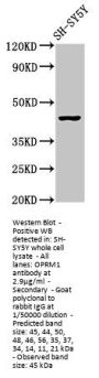 OPRM1 Antibody