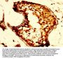 OPRM1 Antibody