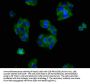 OPRM1 Antibody