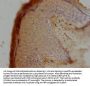 OPTC Antibody