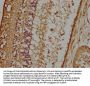 OPTC Antibody