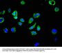 RPS27A Antibody