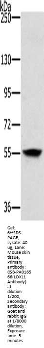 LOXL1 Antibody
