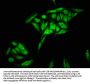 HIST1H2BC Antibody