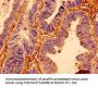 BTF3 Antibody