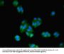 BTF3 Antibody
