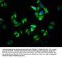 OSBP Antibody