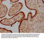 OSTN Antibody
