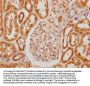 OTOG Antibody